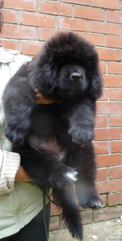 Фото: ньюфаундленд Super Premium Rita Margarita (Супер Премиум Рита Маргарита)