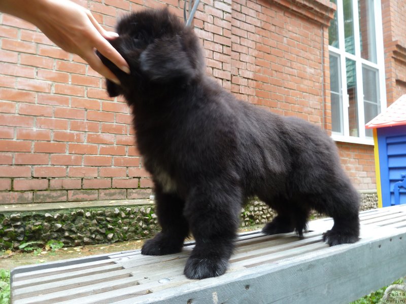 Фото: ньюфаундленд Super Premium Rita Margarita (Супер Премиум Рита Маргарита)