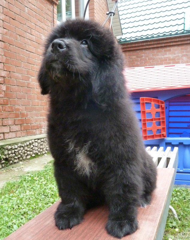 Фото: ньюфаундленд Super Premium Rita Margarita (Супер Премиум Рита Маргарита)