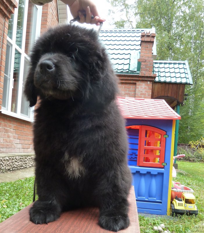 Фото: ньюфаундленд Super Premium Rita Margarita (Супер Премиум Рита Маргарита)