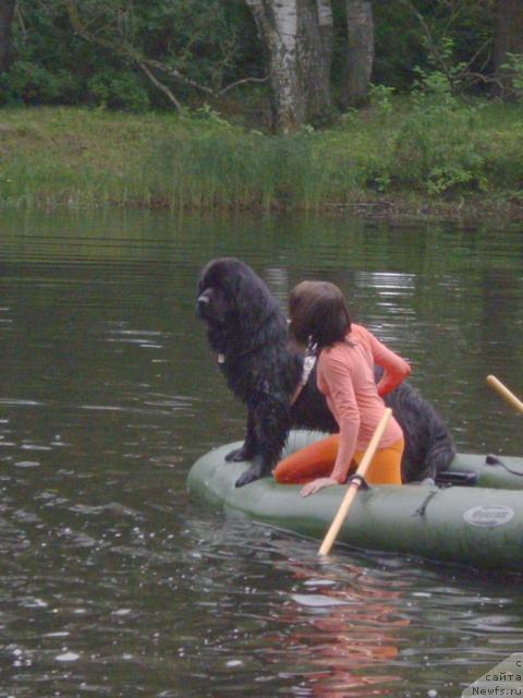 Фото: ньюфаундленд Umberto Velikolepnyiy (Умберто Великолепный)