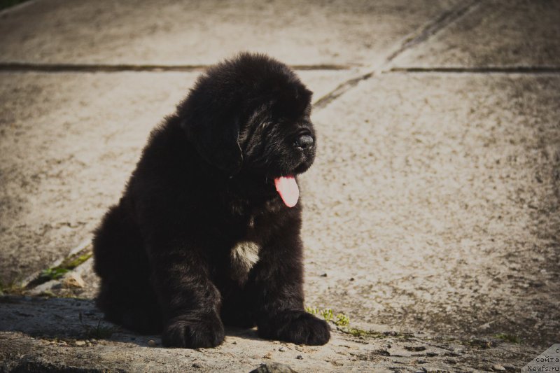 Фото: ньюфаундленд Imperial Klassik Bugatti Veyron (Империал Классик Бугатти Вейрон)