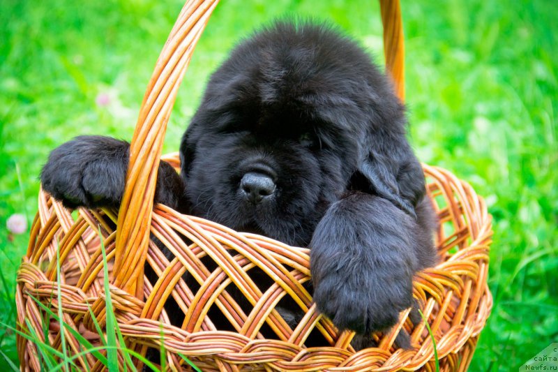 Фотография № 163315