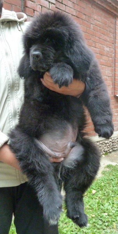 Фото: ньюфаундленд Super Premium Rutger SHvarc (Супер Премиум Рутгер Шварц)