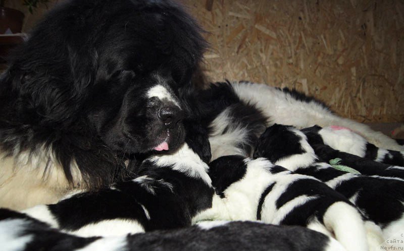 Фото: дети, ньюфаундленд Super Premium Zheneva (Супер Премиум Женева), ньюфаундленд Callistos Blitzen, ньюфаундленд Super Bizon Maestro (Супер Бизон Маэстро), ньюфаундленд Super Bizon Maybah (Супер Бизон Майбах), ньюфаундленд Super Bizon Mursielaga (Супер Бизон Мурсиелага), ньюфаундленд Super Bizon Miroslava (Супер Бизон Мирослава), ньюфаундленд Super Bizon Malina (Супер Бизон Малина), ньюфаундленд Super Bizon Melodiya (Супер Бизон Мелодия), ньюфаундленд Super Bizon Matil'da (Супер Бизон Матильда)