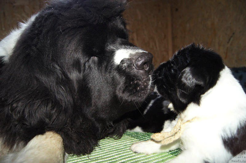 Фото: ньюфаундленд Super Premium Zheneva (Супер Премиум Женева), ньюфаундленд Super Bizon Miroslava (Супер Бизон Мирослава)