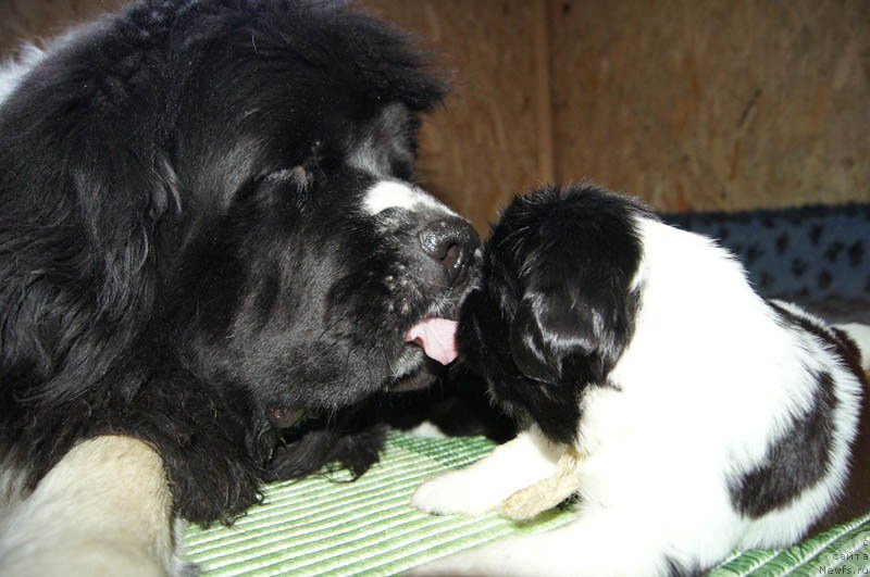 Фото: ньюфаундленд Super Premium Zheneva (Супер Премиум Женева), ньюфаундленд Super Bizon Miroslava (Супер Бизон Мирослава)