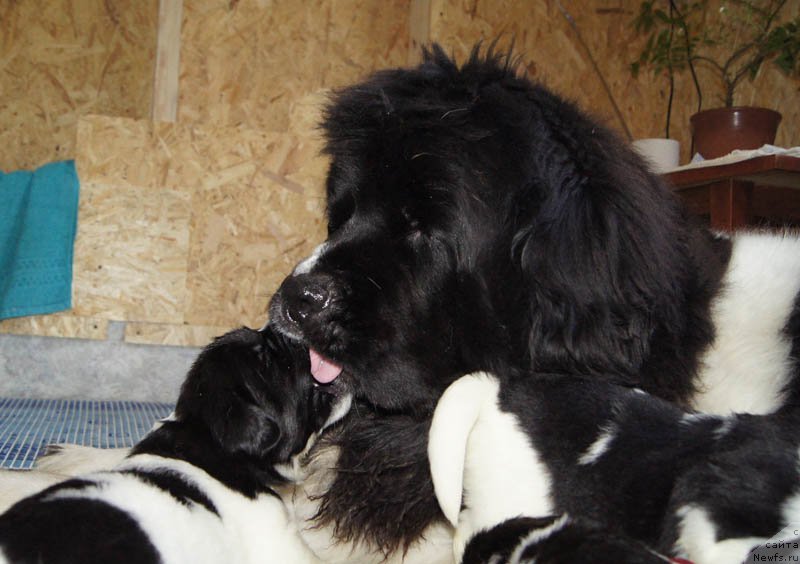 Фото: ньюфаундленд Super Premium Zheneva (Супер Премиум Женева), ньюфаундленд Super Bizon Miroslava (Супер Бизон Мирослава)