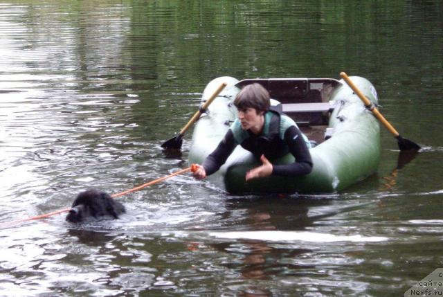 Фото: ньюфаундленд Umberto Velikolepnyiy (Умберто Великолепный)