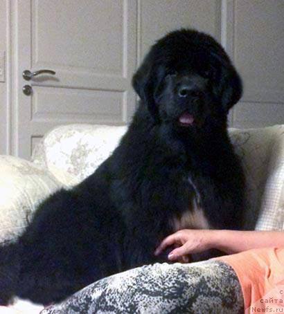 Фото: ньюфаундленд Piternyuf O Tempora O Mores (Питерньюф О Темпора О Морес)