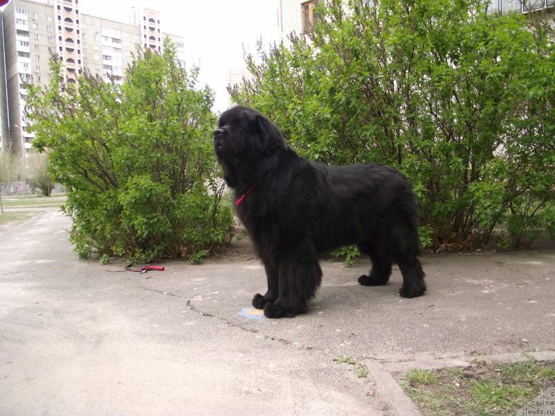 Фото: ньюфаундленд Bigbrother iz Volotova