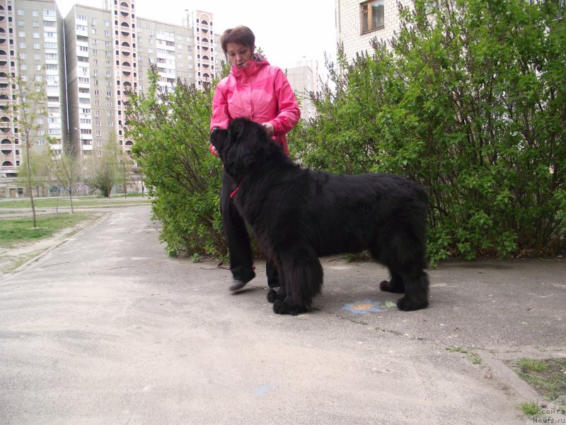 Фото: ньюфаундленд Bigbrother iz Volotova