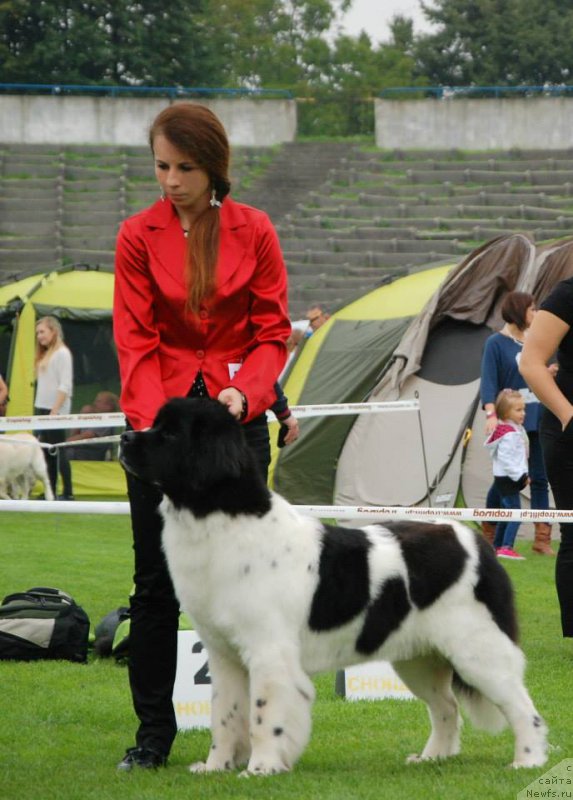 Фото: ньюфаундленд Chernaya Mafia Zebra Time (Черная Мафия Зебра Тиме)