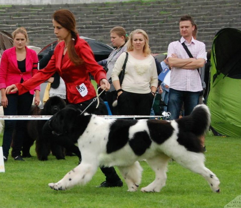 Фото: ньюфаундленд Chernaya Mafia Zebra Time (Черная Мафия Зебра Тиме)