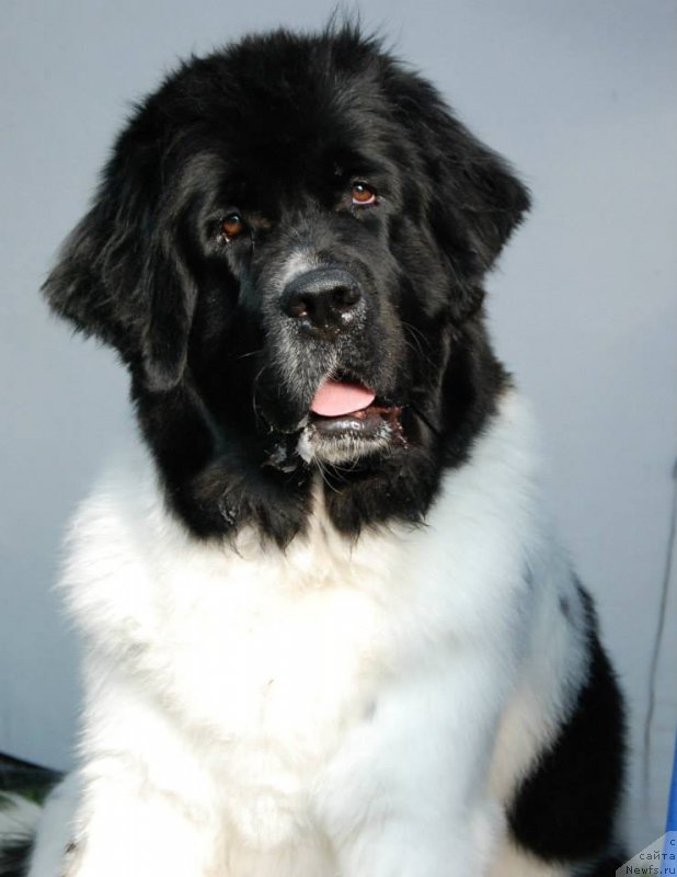 Фото: ньюфаундленд Chernaya Mafia Zebra Time (Черная Мафия Зебра Тиме)