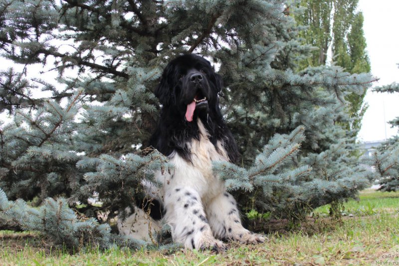 Фото: ньюфаундленд Plushevaya Panda Ferrero Rond Noir (Плюшевая Панда Ферреро Ронд Нуар)