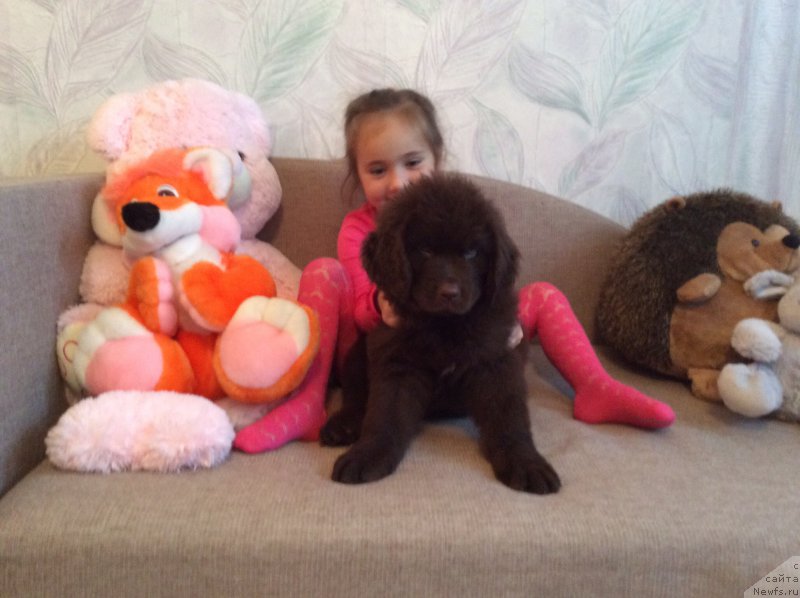 Фото: ньюфаундленд Brownblood MSK Hrica Hacket Ollen (Браунблад МСК Хриса Хаккет Оллен)