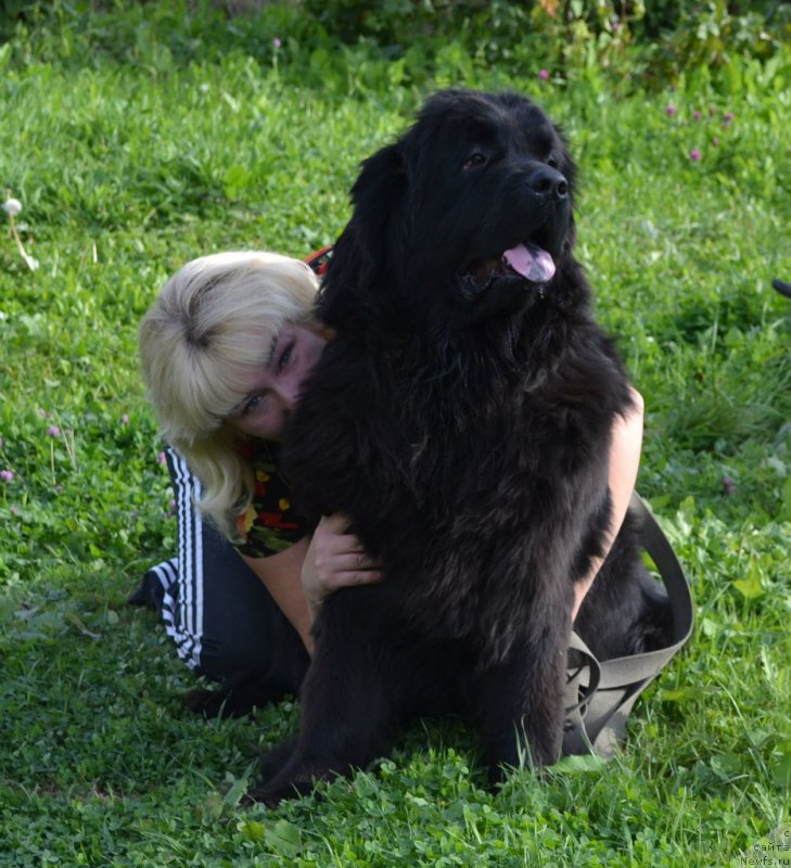 Фото: ньюфаундленд Chernaya Mafia Zoom Into Me (Черная Мафия Зоом Инто Ме)