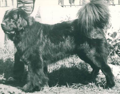 Фото: ньюфаундленд Patrik Nik (Патрик Ник)