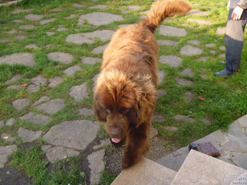 Фото: ньюфаундленд N'yufort YUray Kvin (Ньюфорт Юрай Квин)