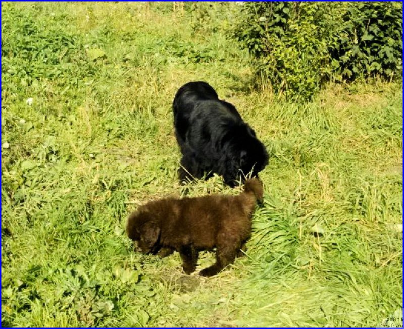 Фото: ньюфаундленд Brownblood MSK Hakim Gold Haydar (Браунблад МСК Хаким Голд Хайдар)