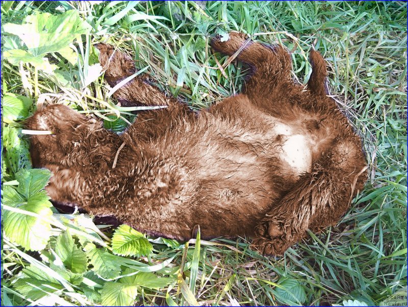 Фото: ньюфаундленд Brownblood MSK Hakim Gold Haydar (Браунблад МСК Хаким Голд Хайдар)