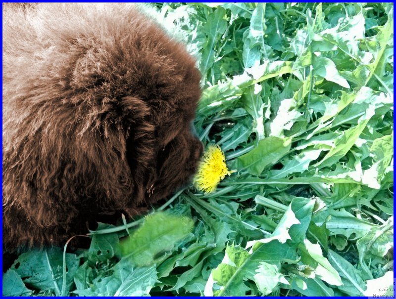 Фото: ньюфаундленд Brownblood MSK Hakim Gold Haydar (Браунблад МСК Хаким Голд Хайдар)