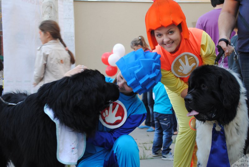 Фото: ньюфаундленд Stepnaya Pal'mira Estestvenno YA Luchshiy (Степная Пальмира Естественно Я Лучший), ньюфаундленд L'vinoe Serdce (Львиное Сердце)