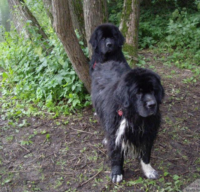 Фото: ньюфаундленд Bella Smigar, ньюфаундленд Bartez Beliy