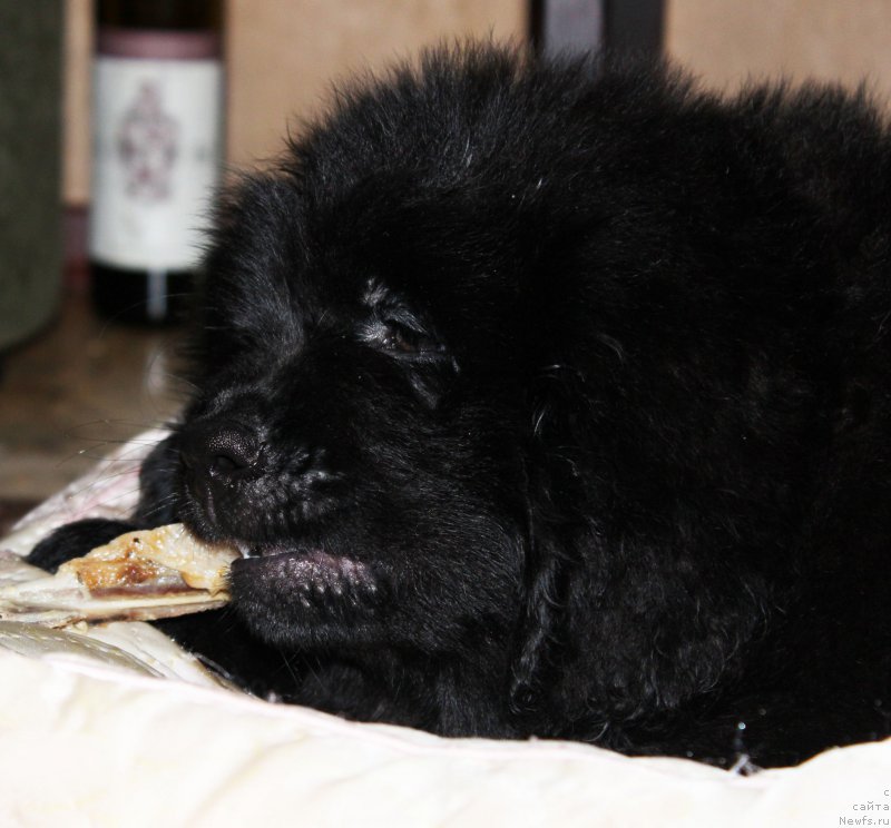 Фотография № 163459