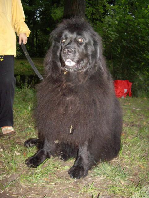 Фото: ньюфаундленд Smigar Talara (Смигар Талара)