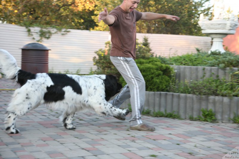 Фото: ньюфаундленд Akvian Song Zero Graviti (Аквиан Сонг Зеро Гравити)