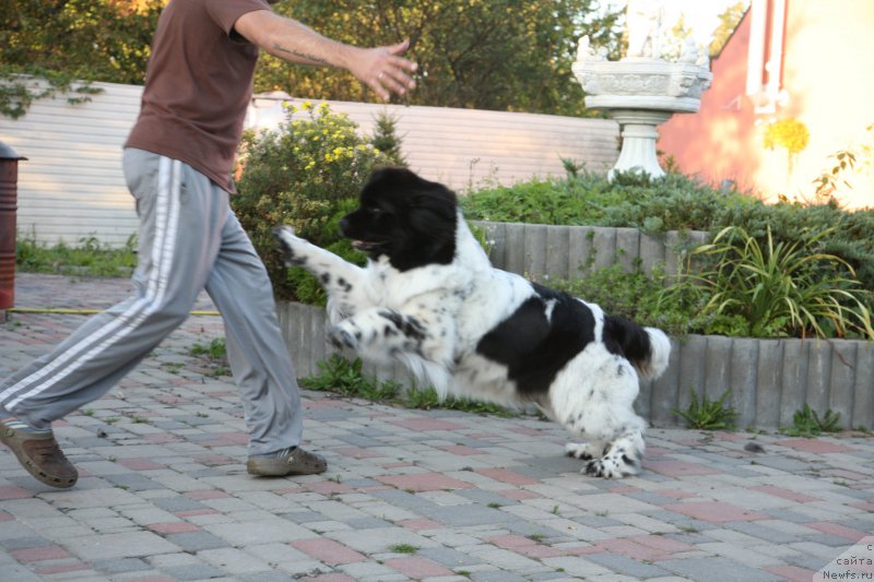 Фото: ньюфаундленд Akvian Song Zero Graviti (Аквиан Сонг Зеро Гравити)