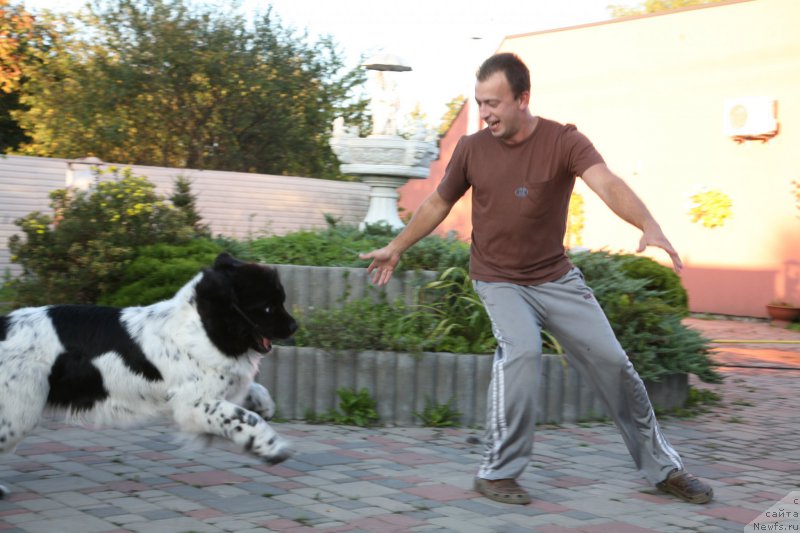 Фото: ньюфаундленд Akvian Song Zero Graviti (Аквиан Сонг Зеро Гравити)