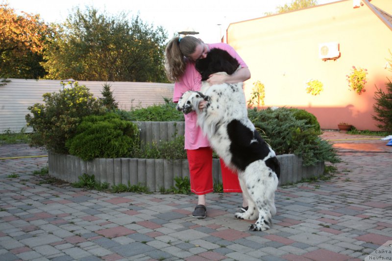 Фото: ньюфаундленд Akvian Song Zero Graviti (Аквиан Сонг Зеро Гравити)