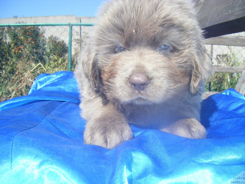 Фотография № 163479