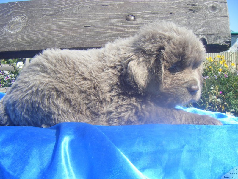 Фотография № 163480