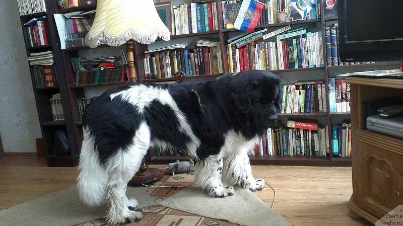 Фотография № 163482