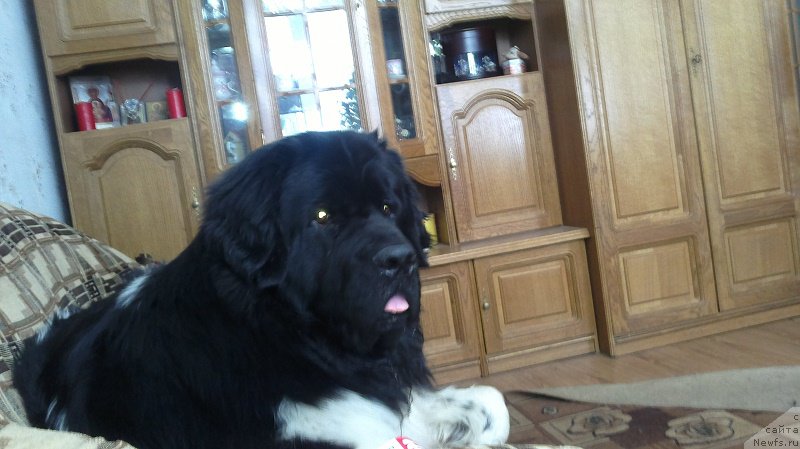 Фото: ньюфаундленд Idal'go Nepovtorimyiy (Идальго Неповторимый)