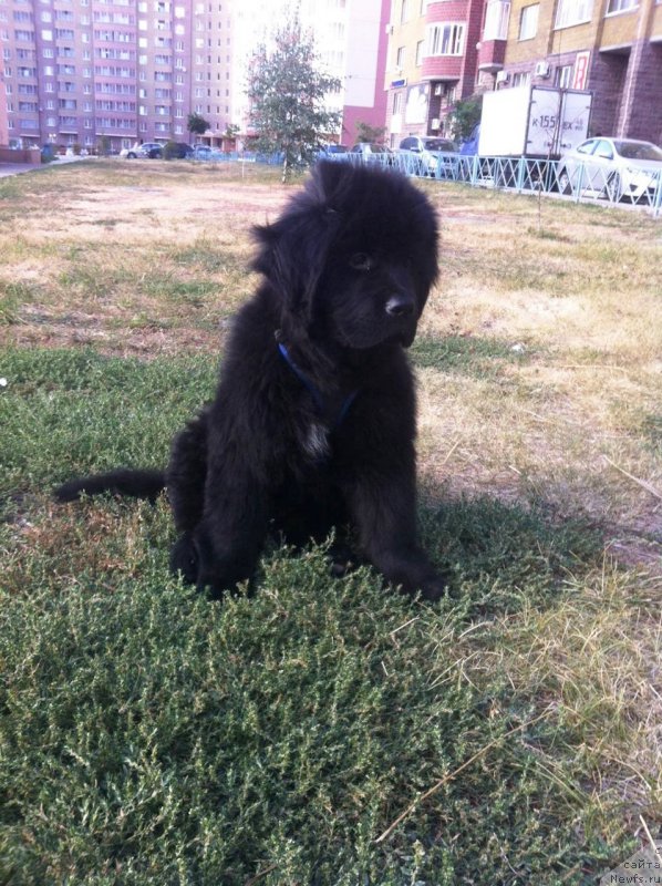 Фото: ньюфаундленд Henrietta Avatar Annies Lane (Хенриетта Аватар Анниес Лане)