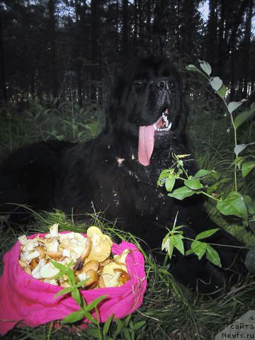 Фотография № 163492