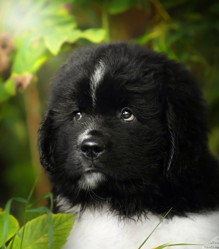 Фото: ньюфаундленд Skazochnaya Kroha SHumaher (Сказочная Кроха Шумахер)