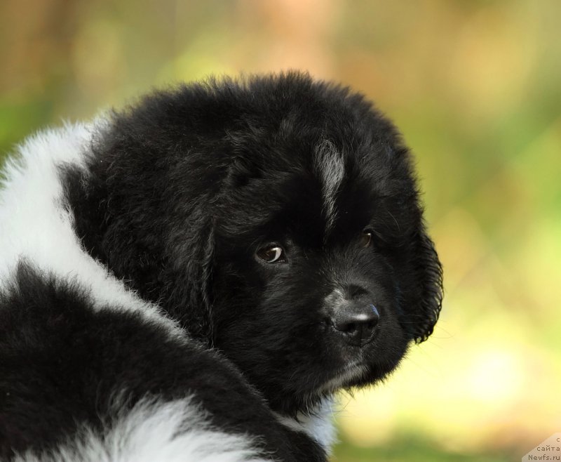 Фото: ньюфаундленд Skazochnaya Kroha SHumaher (Сказочная Кроха Шумахер)
