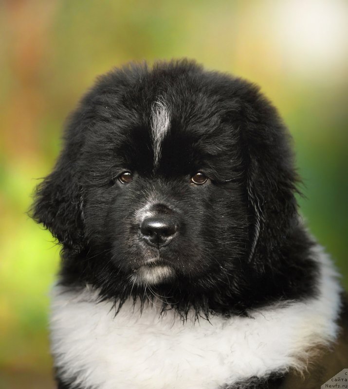 Фото: ньюфаундленд Skazochnaya Kroha SHumaher (Сказочная Кроха Шумахер)