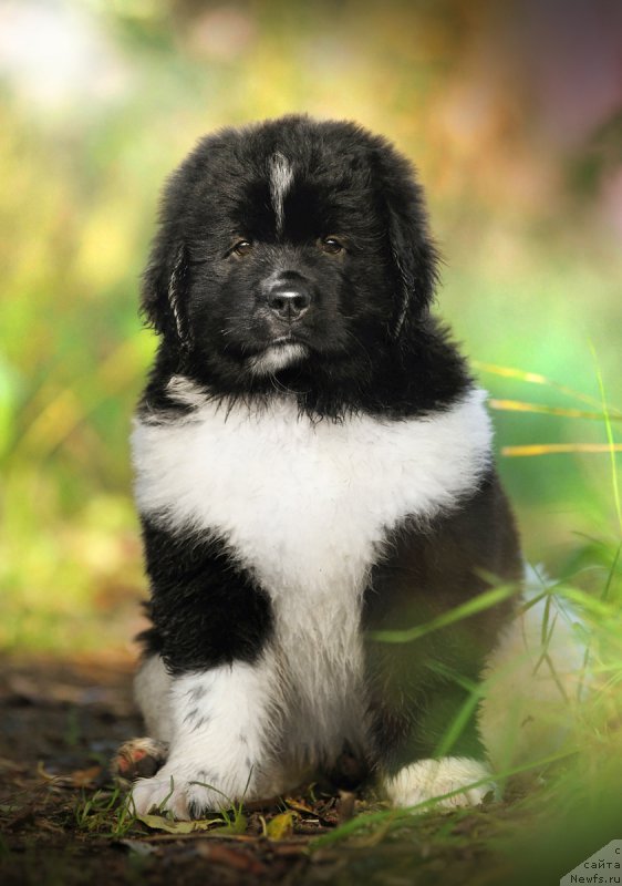 Фото: ньюфаундленд Skazochnaya Kroha SHumaher (Сказочная Кроха Шумахер)
