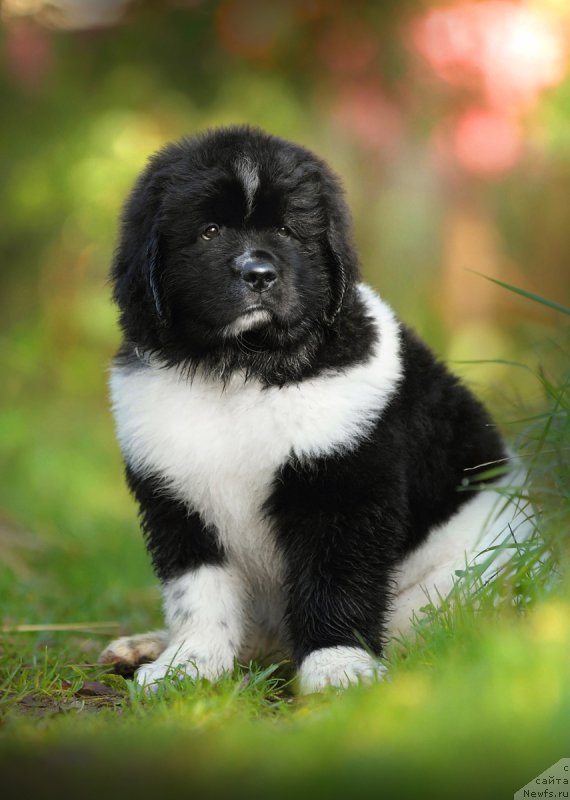 Фото: ньюфаундленд Skazochnaya Kroha SHumaher (Сказочная Кроха Шумахер)