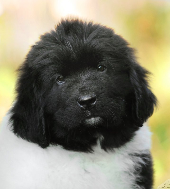 Фото: ньюфаундленд Skazochnaya Kroha SHekspir (Сказочная Кроха Шекспир)