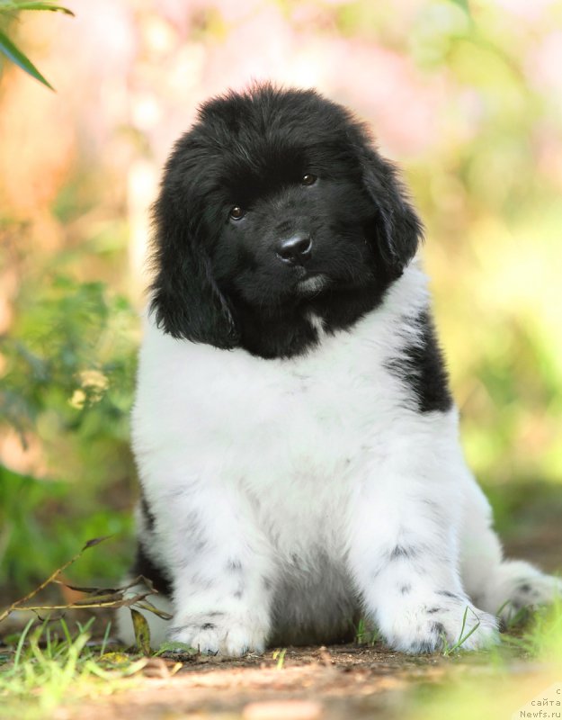 Фото: ньюфаундленд Skazochnaya Kroha SHekspir (Сказочная Кроха Шекспир)