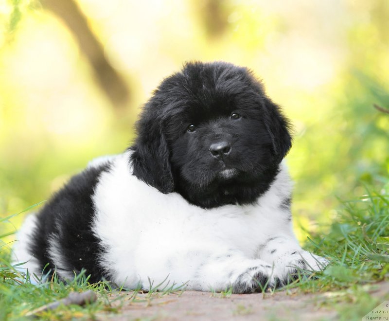 Фото: ньюфаундленд Skazochnaya Kroha SHekspir (Сказочная Кроха Шекспир)