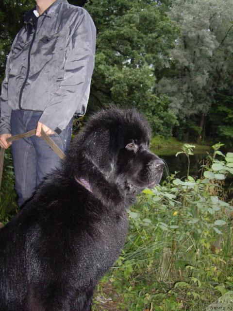 Фото: ньюфаундленд Skippers Only You for Smigar